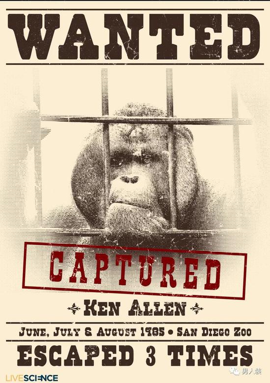 　　这只名为Ken Allen的红毛猩猩被认为是动物中的越狱鼻祖。据统计，它一共在圣地亚哥动物园越狱了三次。