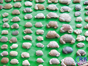 各种螃蟹化石。 资料图片