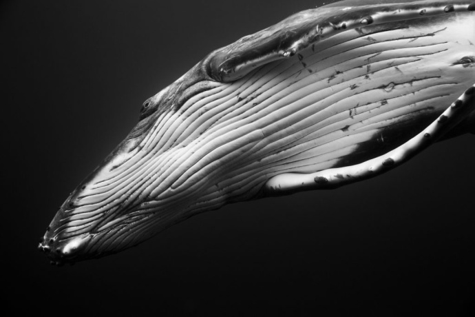 深海中的座头鲸优美动物摄影图片
