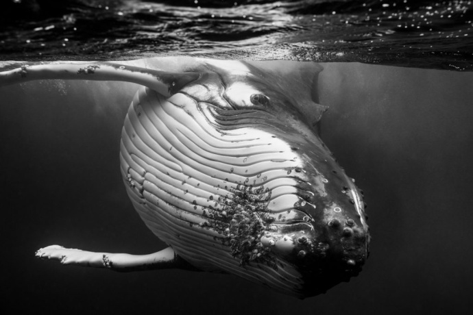 深海中的座头鲸优美动物摄影图片
