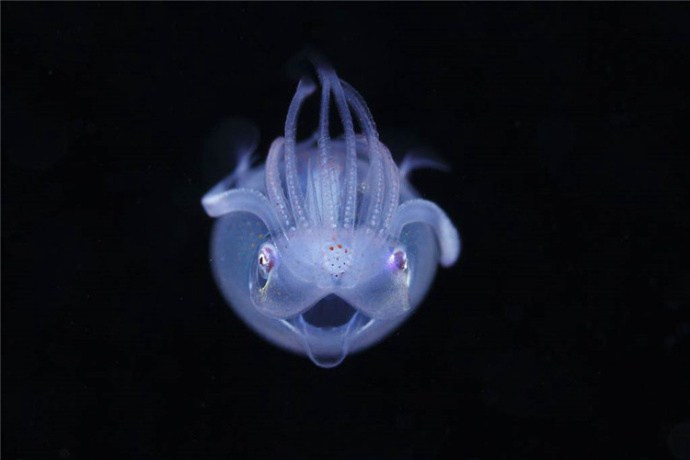 海洋中浮游生物唯美摄影图片