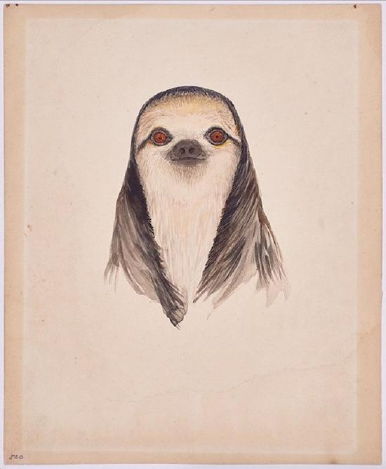 三趾树懒——伊莎贝尔·库珀。（英属圭亚那，1925年）（画展中心提供）