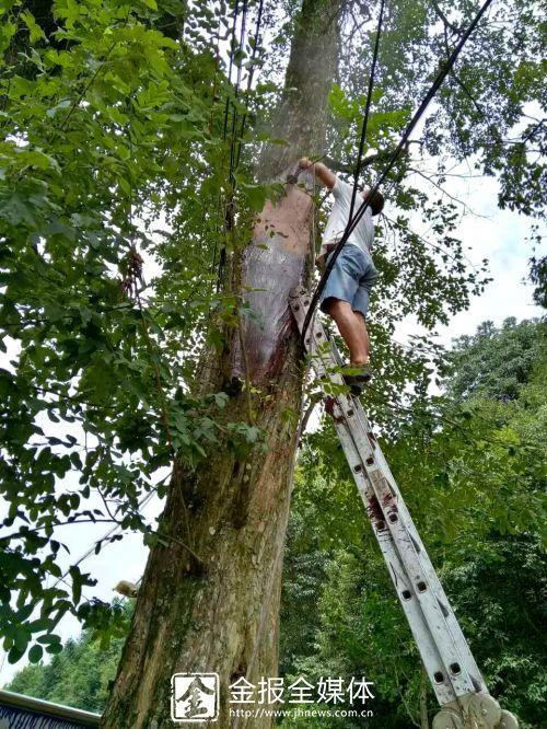 专业人员正在修补树洞