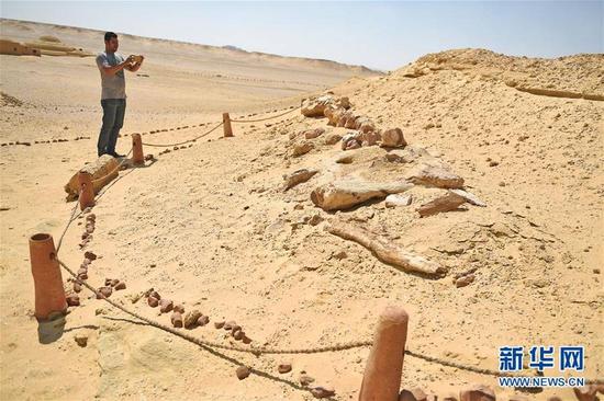 9月27日，在埃及法尤姆省的“鲸鱼谷”，游客参观古鲸类化石。