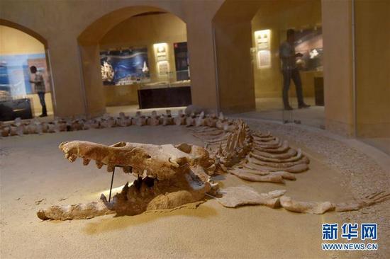 这是9月27日在埃及法尤姆省“鲸鱼谷”拍摄的古鲸类化石。