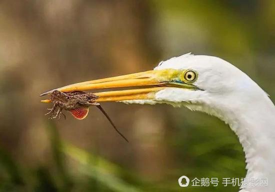 一只壁虎被猎物捕获。