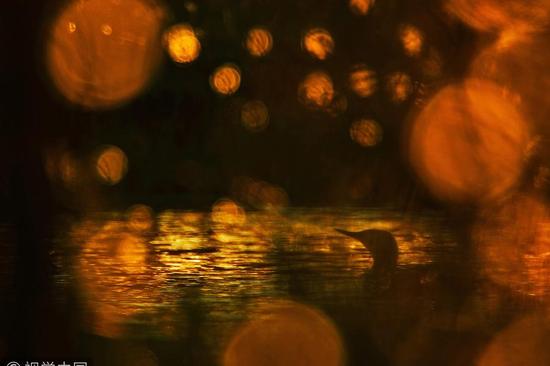 鸟类组冠军：沼泽湖的夜晚心情（Evening mood at a fenland lake）摄影师：Klaus Tamm， GDT (德国)