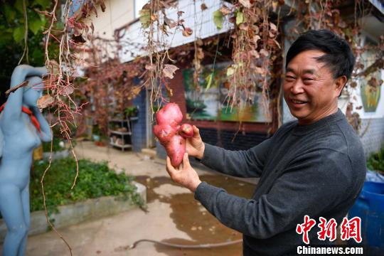 刘海展示用来作画的“巨型”土豆 刘冉阳 摄