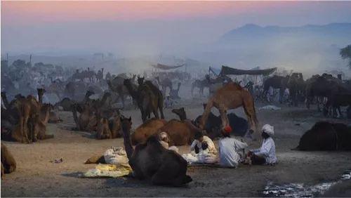 数百只由骆驼组成的驼队负责向印度搬运宝石及物资