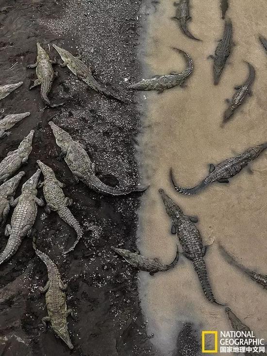 塔尔科莱斯河里的鳄鱼
