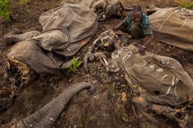 2012年喀麦隆BoubaNdjidah国家公园遭遇了最大规模的大象屠杀事件。图据《国家地理》