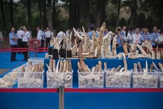2015年5月，中国政府在北京公开销毁一批执法查没象牙。（法新社资料图片）