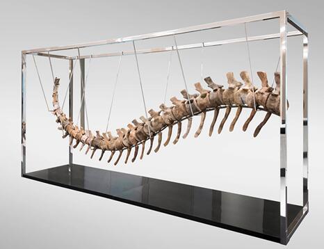 图为日前拍出的恐龙尾部遗骨化石