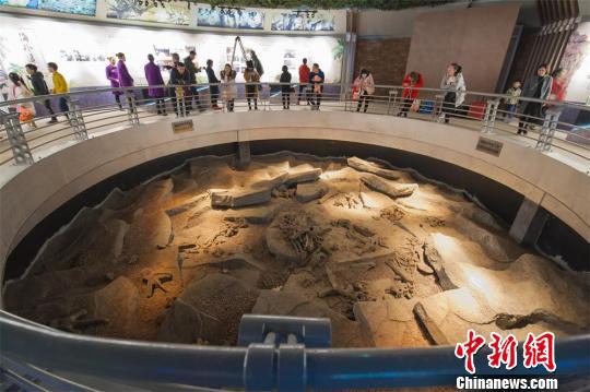 海外追缴国宝级化石特展《龙归故里》在江苏常州中华恐龙园正式对公众开放　沈柯辛　摄