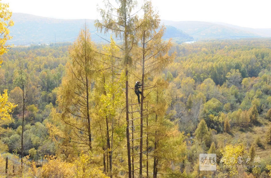 为拍摄北山洞洞口，赵评春爬上对面90多米悬崖峭壁上的落叶松捆成的“树梯”