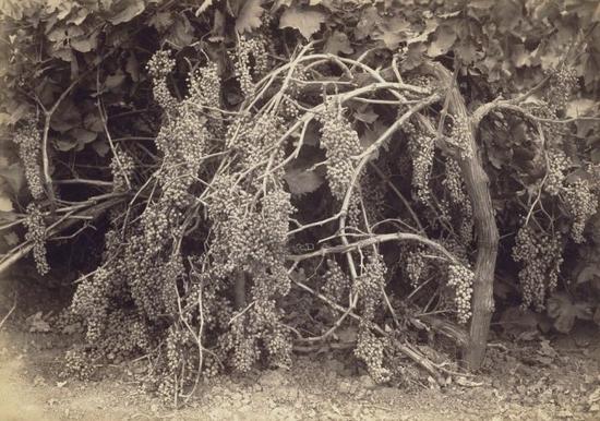 Carleton E。 Watkins， Thompson‘s Seedless Grapes，1880 J。 Paul Getty Museum