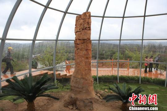 　　长子县已对仙翁山木化石自然保护区100多处裸露木化石实施了透明体保护。长子县木化石管理中心供图