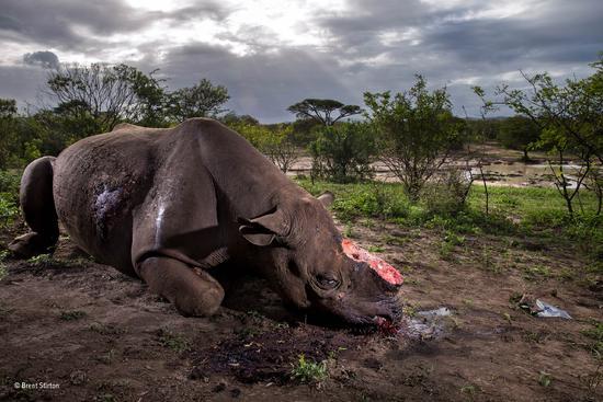 《对一个物种的追忆》（野生生物摄影记者奖故事组冠军作品之一） （南非）布伦特？斯蒂尔顿 摄影