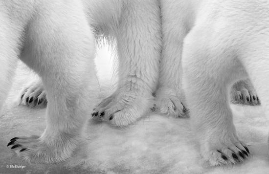 《北极熊的双人舞》（肖像黑白组冠军作品）（卢森堡）艾罗？埃尔万热 摄影