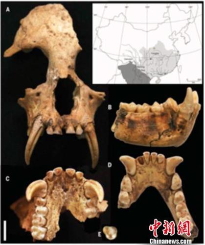 出土的长臂猿头骨和下颌骨。　陕西省考古研究院 摄