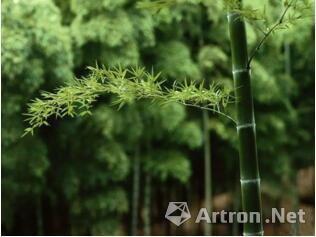 真正长土里的竹子，竹竿子怎么可能像郑板桥画得那么细，跟狗尾巴草似的呢？