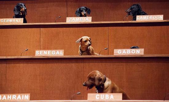  贝内特·米勒举办了达克斯猎犬联合会，腊肠犬取代了联合国人权大会委员会的人类代表