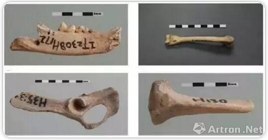 陕西泉护村庙底沟文化新石器遗址中发现的猫遗骨