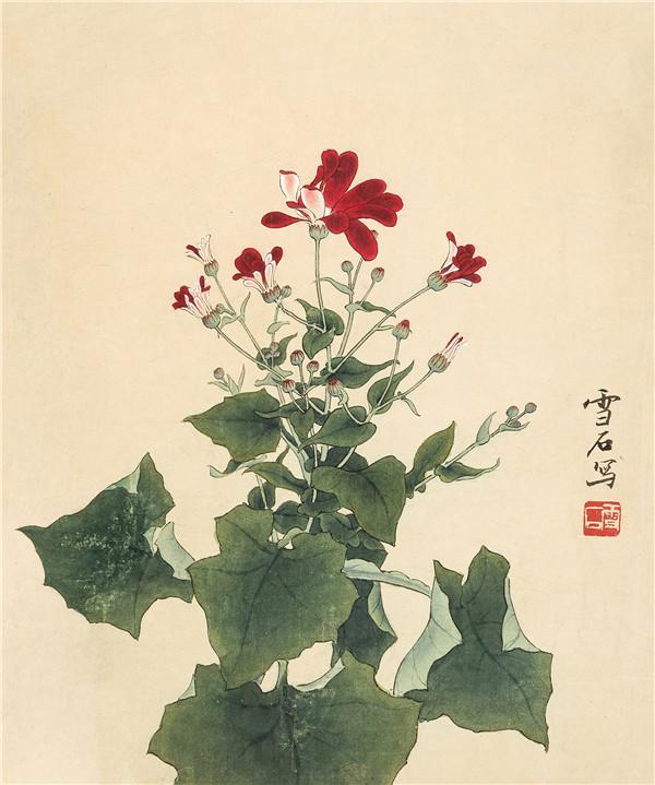 白雪石  瓜叶菊  34×28 cm.jpg