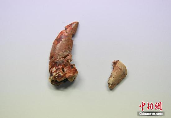 图为兽脚类恐龙牙齿（左）与长春龙牙齿的对比。中新社记者 张瑶 摄