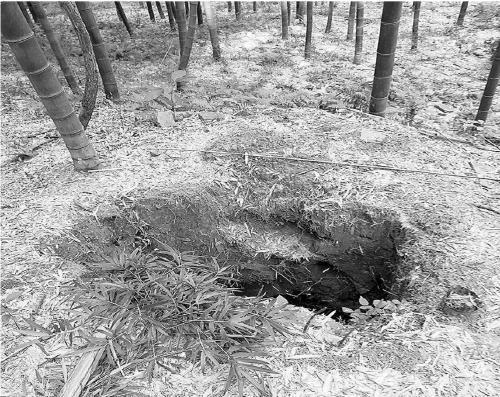 有村民在自家竹林里发现大洞，目测可能有墓葬，遂报案。